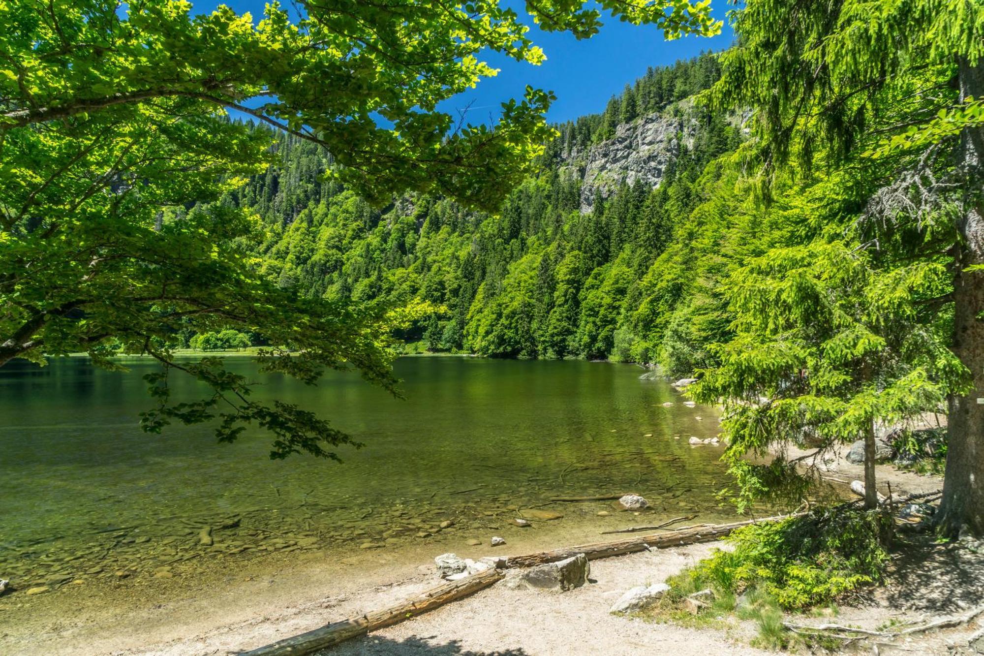 Fewo Schwarzwaldstern 2, Todtnau, 4 Schlafzimmer Экстерьер фото